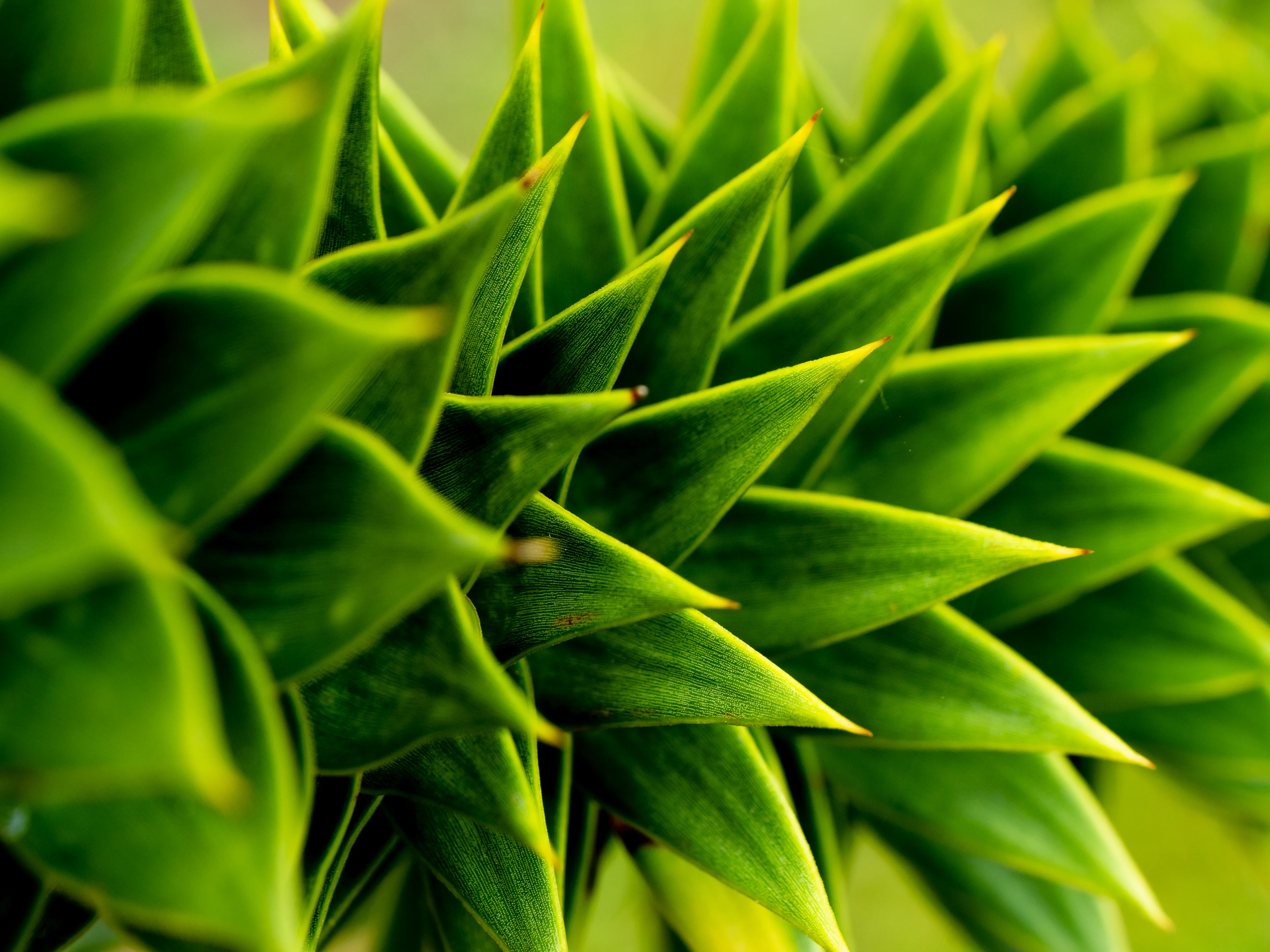 Flowers Blooming Gallery - Picture 5